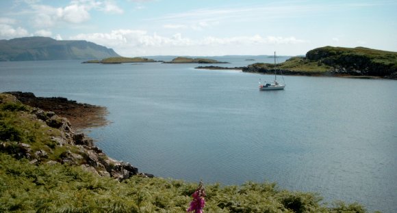 Ulva