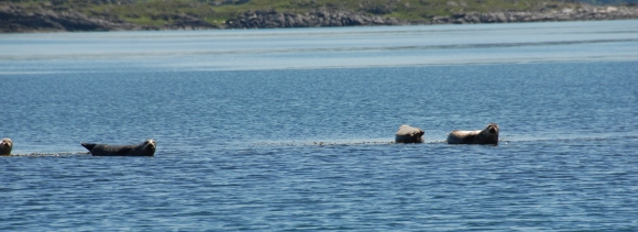 Eilean Macaskin Eilean Macaskin