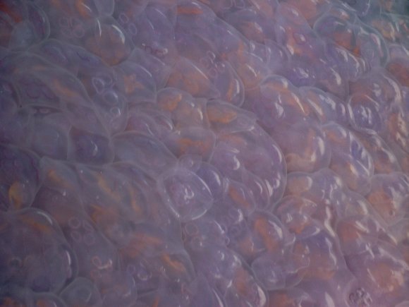 Loch Nevis Jellyfish