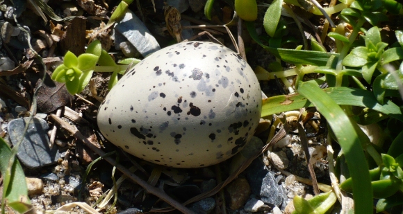 Oystercatcher's egg